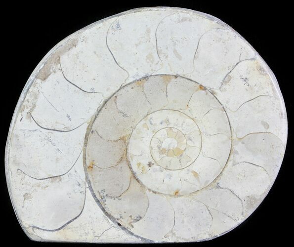 Cut and Polished Lower Jurassic Ammonite - England #62563